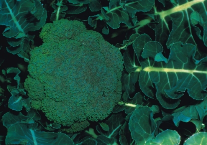 Picture of Calabrese (Broccoli) Marathon F1